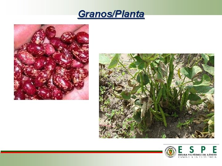 Granos/Planta 