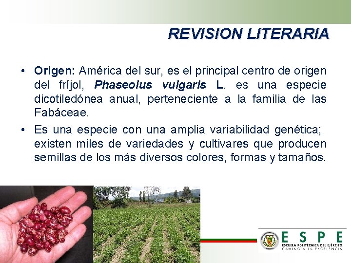 REVISION LITERARIA • Origen: América del sur, es el principal centro de origen del