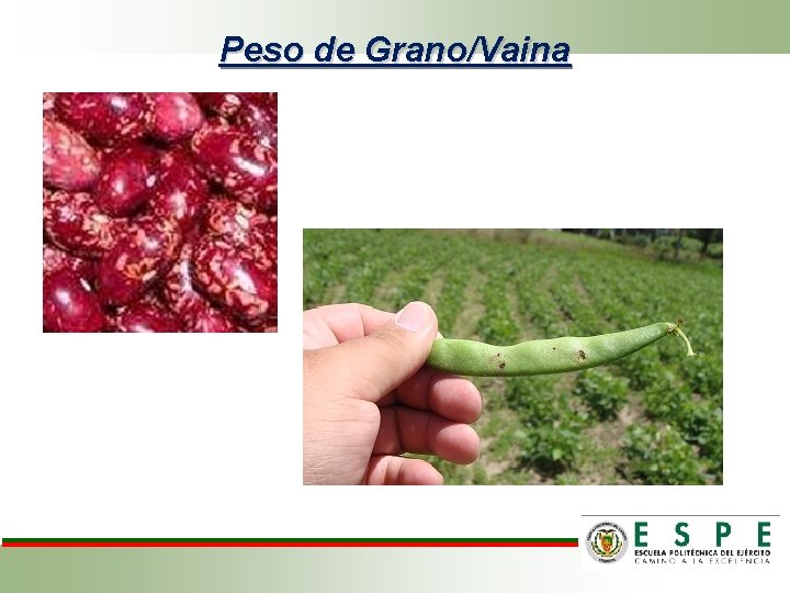 Peso de Grano/Vaina 