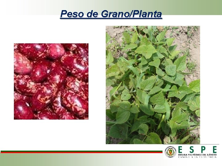 Peso de Grano/Planta 