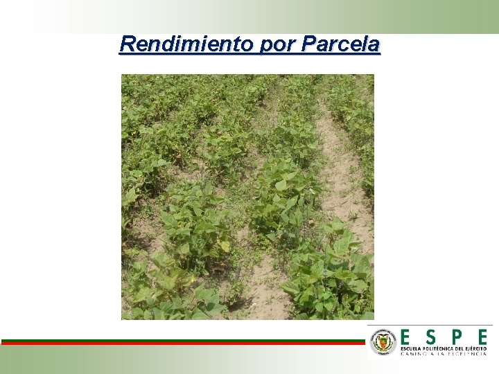 Rendimiento por Parcela 