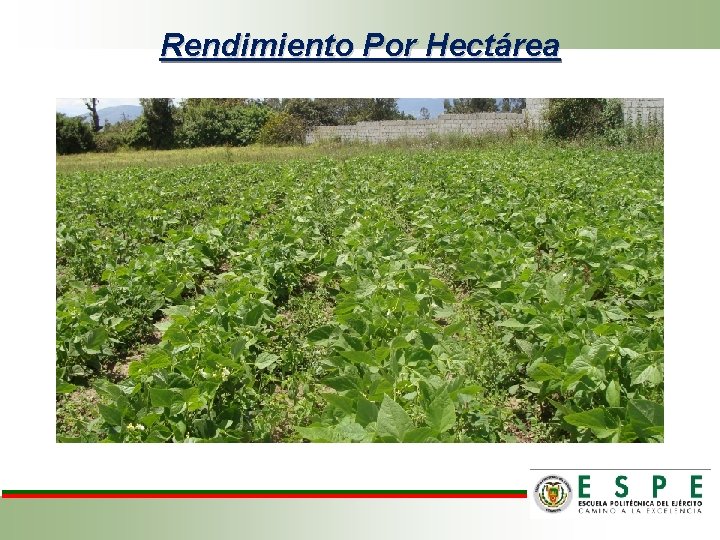 Rendimiento Por Hectárea 