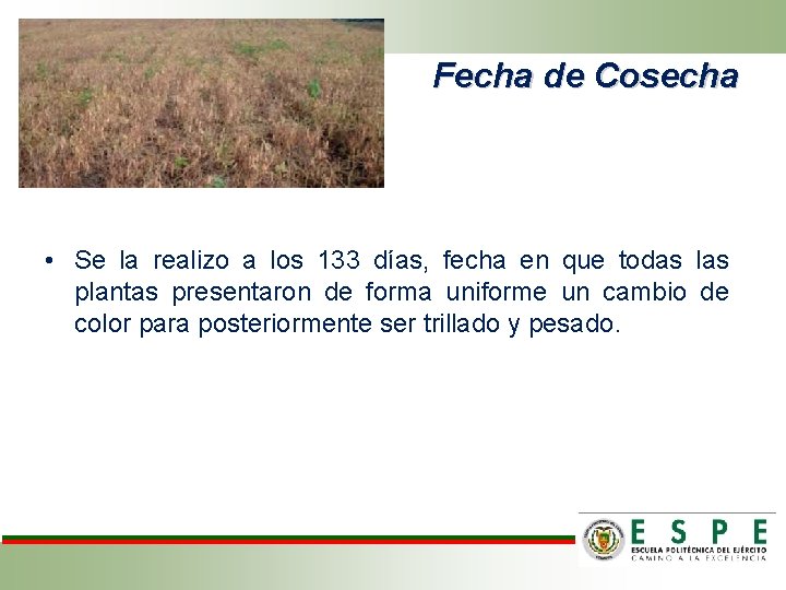 Fecha de Cosecha • Se la realizo a los 133 días, fecha en que
