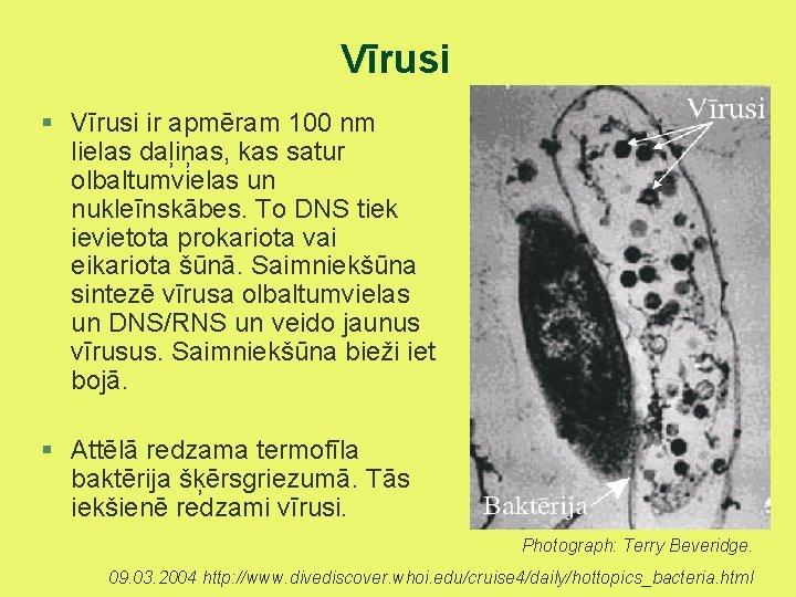 Vīrusi § Vīrusi ir apmēram 100 nm lielas daļiņas, kas satur olbaltumvielas un nukleīnskābes.