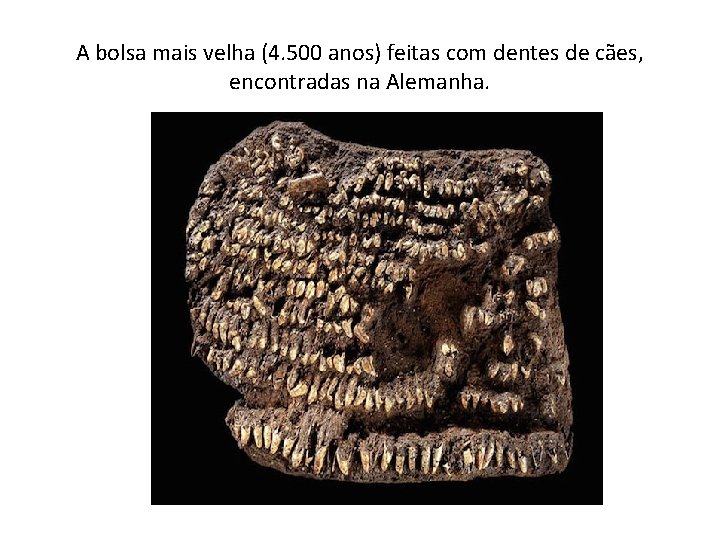 A bolsa mais velha (4. 500 anos) feitas com dentes de cães, encontradas na