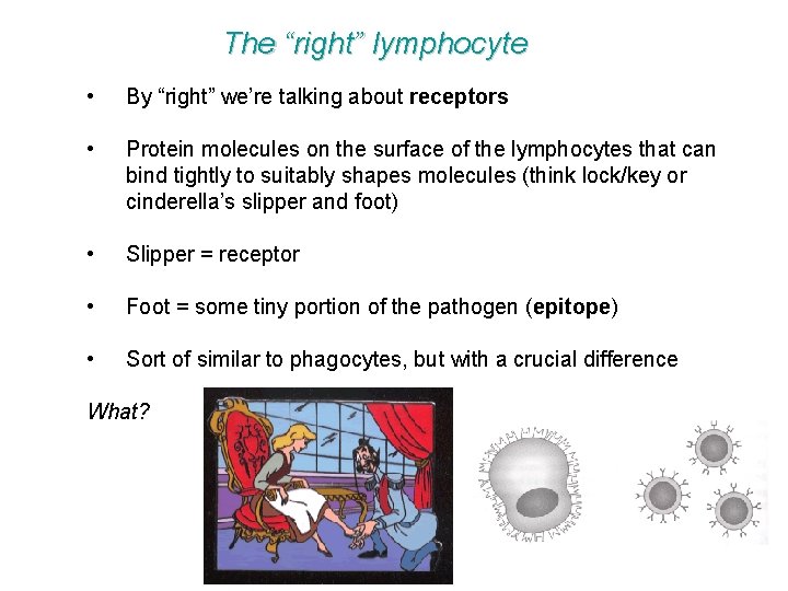 The “right” lymphocyte • By “right” we’re talking about receptors • Protein molecules on