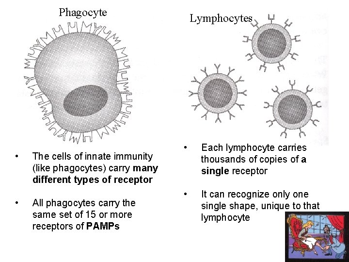 Phagocyte • • The cells of innate immunity (like phagocytes) carry many different types