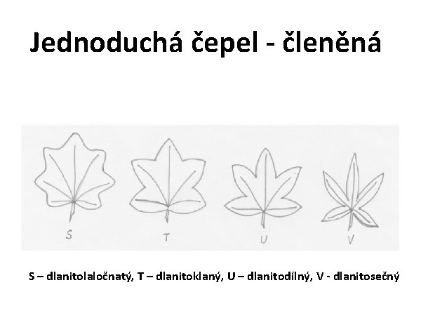 Jednoduchá čepel - členěná S – dlanitolaločnatý, T – dlanitoklaný, U – dlanitodílný, V