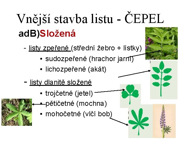 Vnější stavba listu - ČEPEL ad. B)Složená - listy zpeřené (střední žebro + lístky)