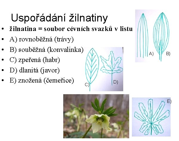 Uspořádání žilnatiny • • • žilnatina = soubor cévních svazků v listu A) rovnoběžná