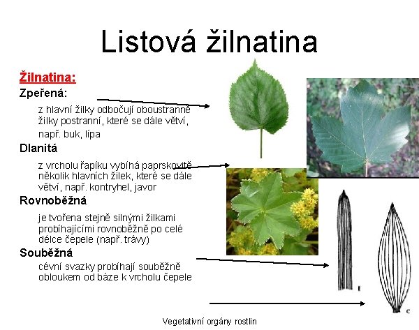 Listová žilnatina Žilnatina: Zpeřená: z hlavní žilky odbočují oboustranně žilky postranní, které se dále