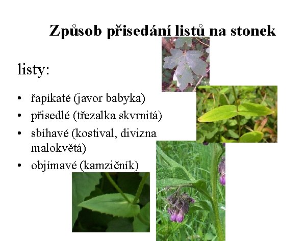 Způsob přisedání listů na stonek 33. listy: 33. • řapíkaté (javor babyka) • přisedlé