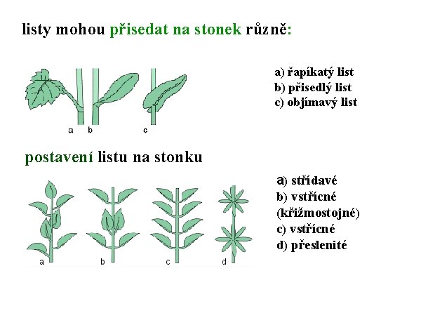 listy mohou přisedat na stonek různě: a) řapíkatý list b) přisedlý list c) objímavý
