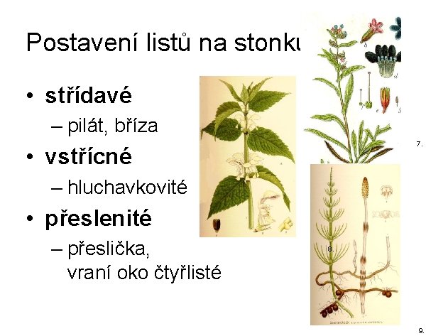 Postavení listů na stonku • střídavé – pilát, bříza 7. • vstřícné – hluchavkovité