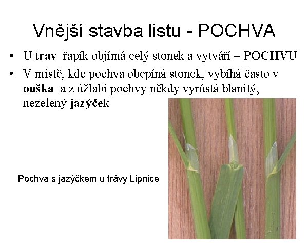 Vnější stavba listu - POCHVA • U trav řapík objímá celý stonek a vytváří