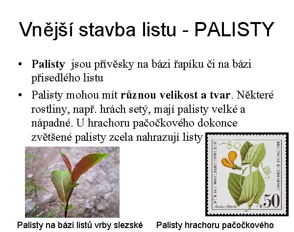 Vnější stavba listu - PALISTY • Palisty jsou přívěsky na bázi řapíku či na