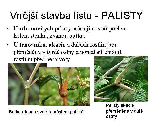 Vnější stavba listu - PALISTY • U rdesnovitých palisty srůstají a tvoří pochvu kolem