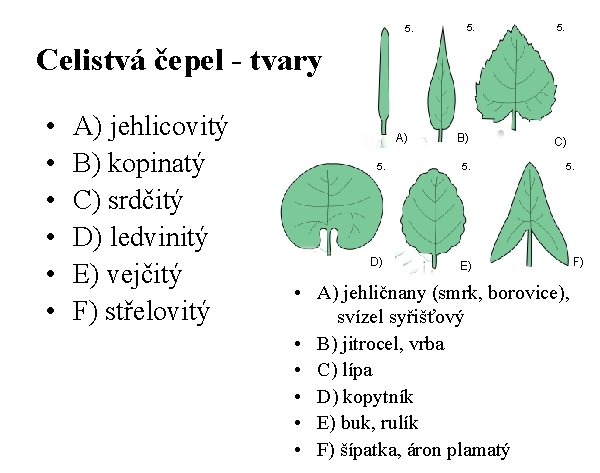 5. 5. Celistvá čepel - tvary • • • A) jehlicovitý B) kopinatý C)