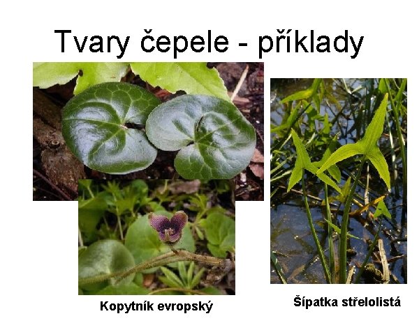 Tvary čepele - příklady Kopytník evropský Šípatka střelolistá 