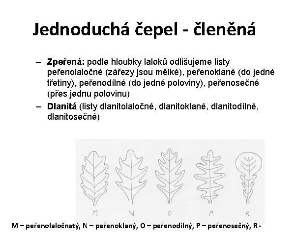 Jednoduchá čepel - členěná – Zpeřená: podle hloubky laloků odlišujeme listy peřenolaločné (zářezy jsou