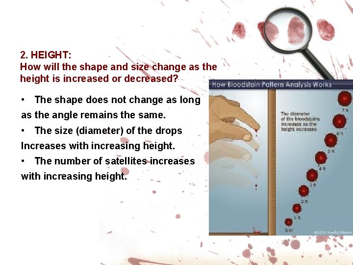 2. HEIGHT: How will the shape and size change as the height is increased 2. HEIGHT: How will the shape and size change as the height is increased