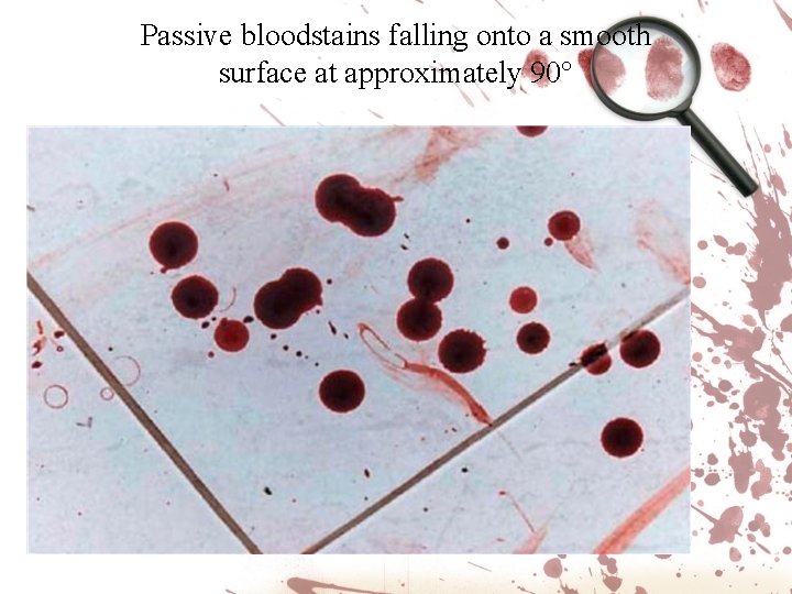 Passive bloodstains falling onto a smooth surface at approximately 90° 