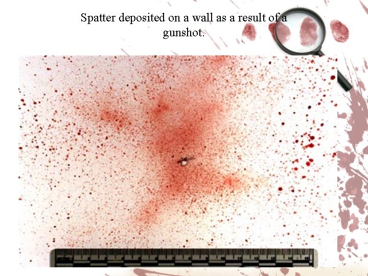 Spatter deposited on a wall as a result of a gunshot. Spatter deposited on a wall as a result of a gunshot.