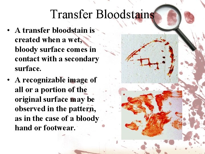 Transfer Bloodstains • A transfer bloodstain is created when a wet, bloody surface comes