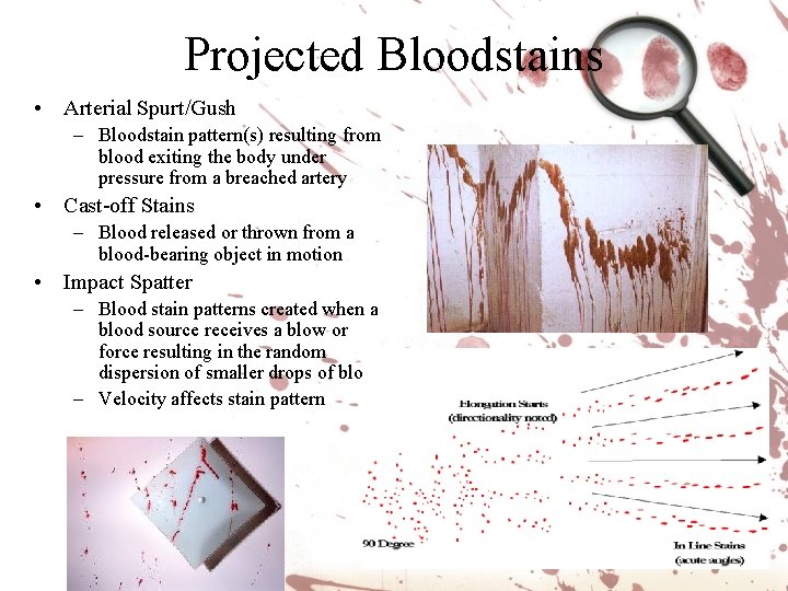 Projected Bloodstains • Arterial Spurt/Gush – Bloodstain pattern(s) resulting from blood exiting the body Projected Bloodstains • Arterial Spurt/Gush – Bloodstain pattern(s) resulting from blood exiting the body