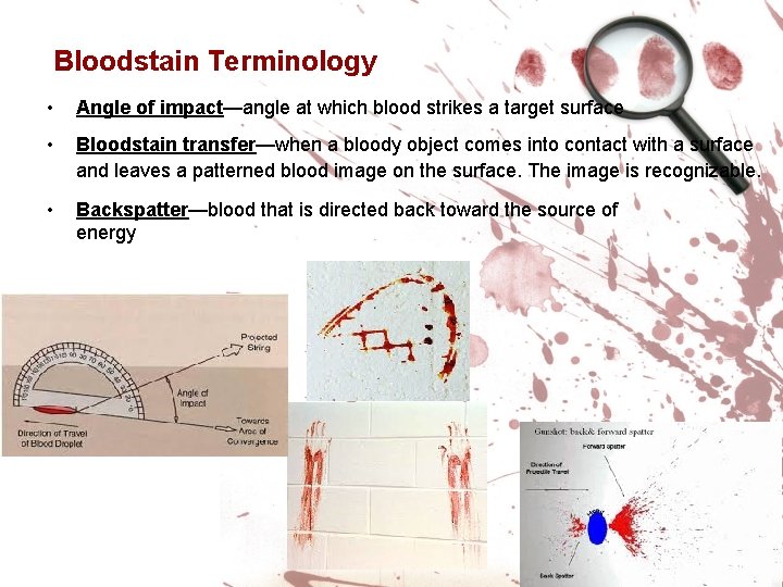 Bloodstain Terminology • Angle of impact—angle at which blood strikes a target surface •