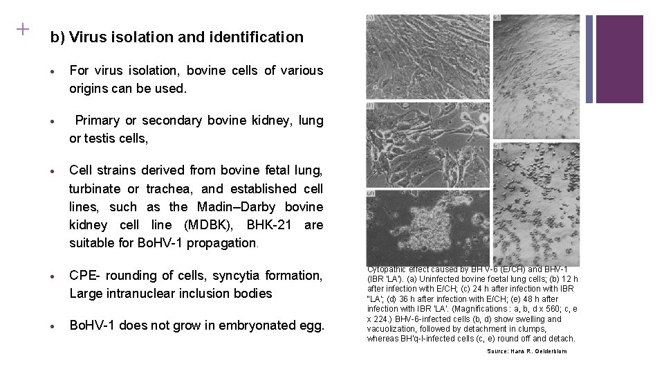 + b) Virus isolation and identification For virus isolation, bovine cells of various origins