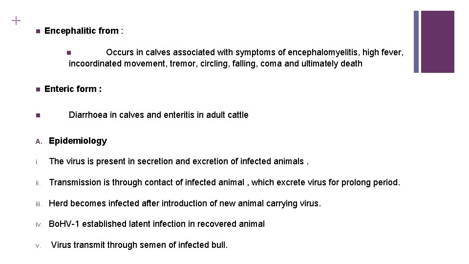 + Encephalitic from : Occurs in calves associated with symptoms of encephalomyelitis, high fever,