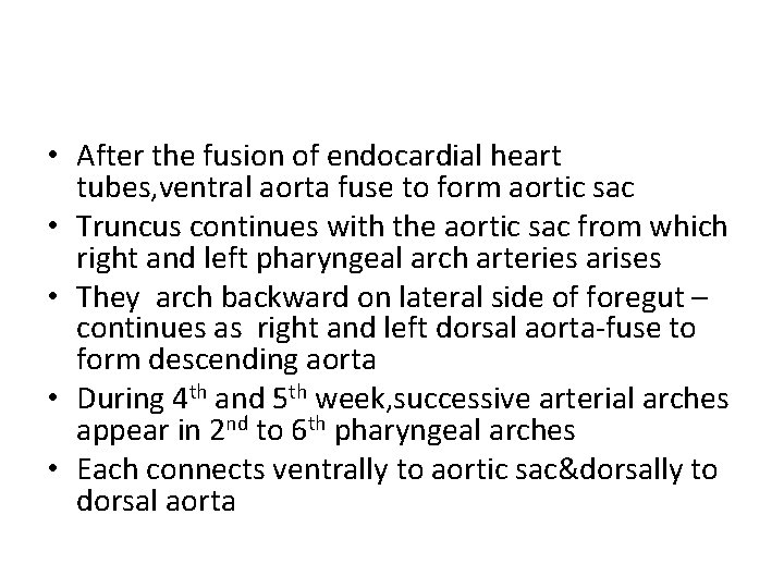  • After the fusion of endocardial heart tubes, ventral aorta fuse to form