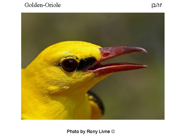  זהבן Golden-Oriole Photo by Rony Livne © 