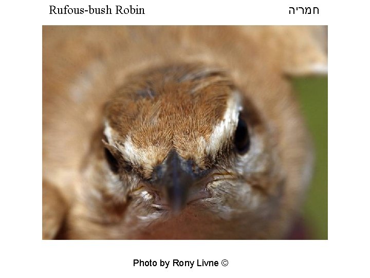 Rufous-bush Robin Photo by Rony Livne © חמריה 