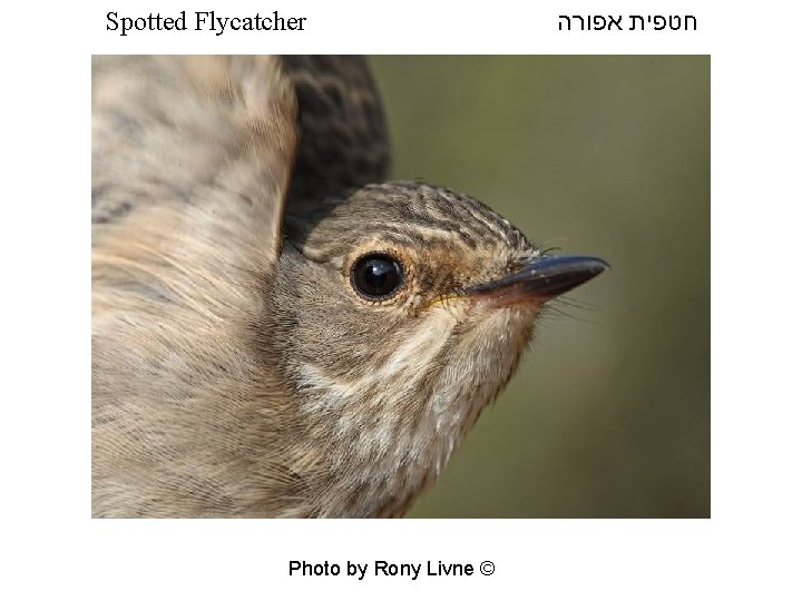 Spotted Flycatcher Photo by Rony Livne © חטפית אפורה 