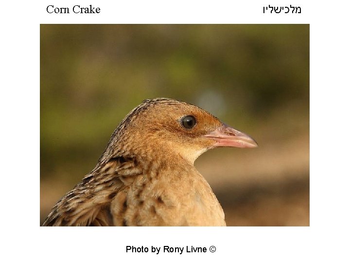  מלכישליו Corn Crake Photo by Rony Livne © 