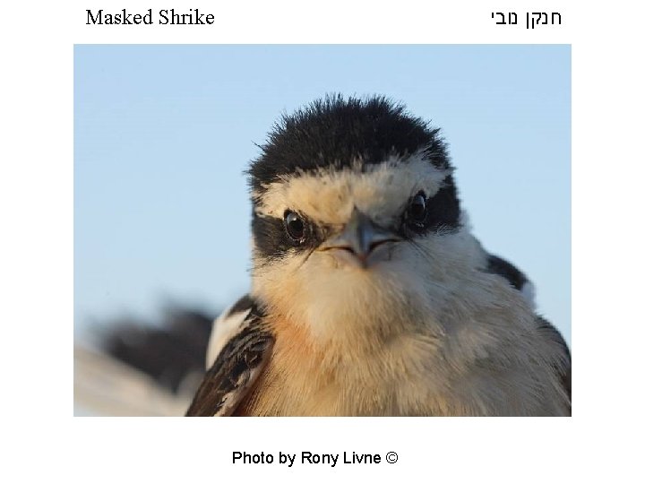  חנקן נובי Masked Shrike Photo by Rony Livne © 