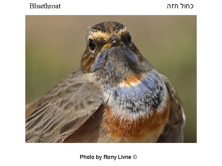  כחול חזה Bluethroat Photo by Rony Livne © 