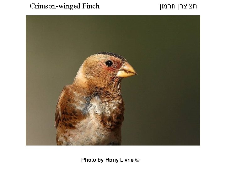 Crimson-winged Finch Photo by Rony Livne © חצוצרן חרמון 