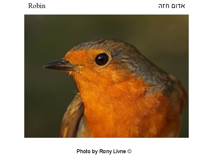  אדום חזה Robin Photo by Rony Livne © 