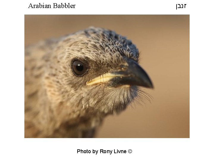  זנבן Arabian Babbler Photo by Rony Livne © 