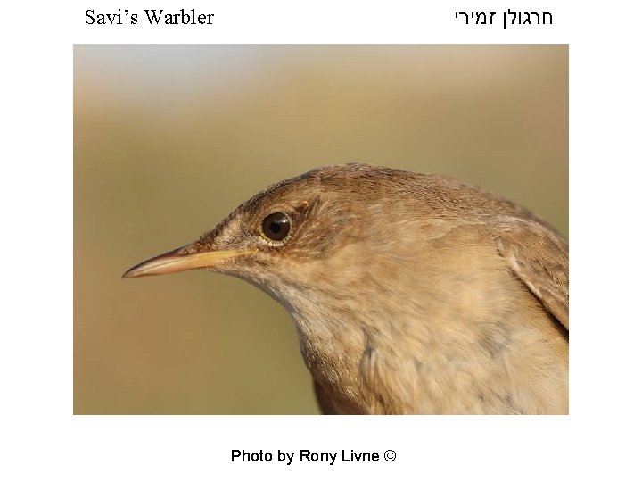  חרגולן זמירי Savi’s Warbler Photo by Rony Livne © 