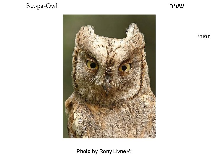  שעיר Scops-Owl חמודי Photo by Rony Livne © 