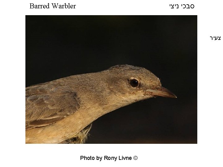  סבכי ניצי Barred Warbler צעיר Photo by Rony Livne © 