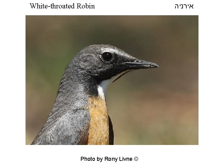 White-throated Robin Photo by Rony Livne © אירניה 