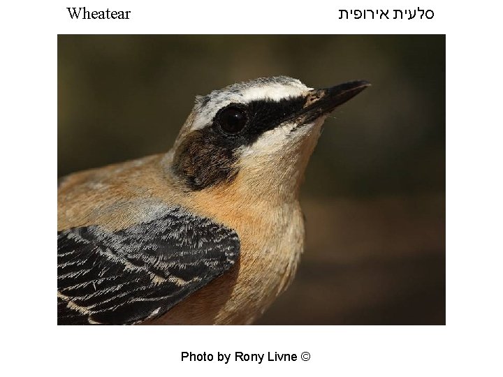  סלעית אירופית Wheatear Photo by Rony Livne © 