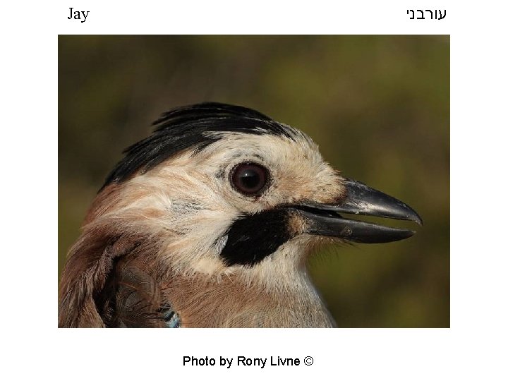  עורבני Jay Photo by Rony Livne © 