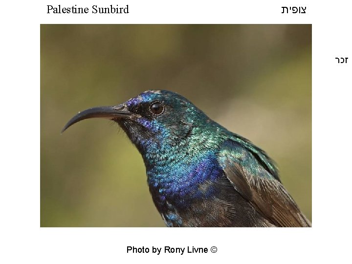 Palestine Sunbird צופית זכר Photo by Rony Livne © 