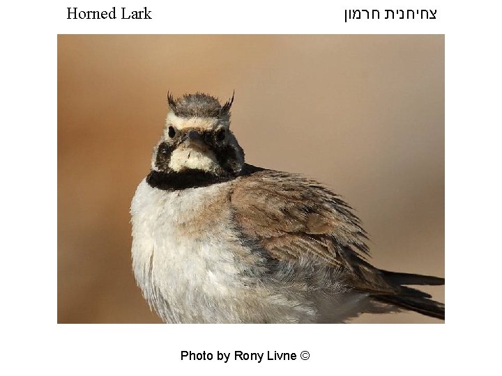  צחיחנית חרמון Horned Lark Photo by Rony Livne © 